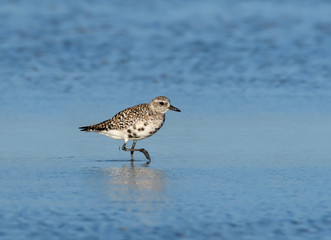Black bellied Plover Walking on the Pond