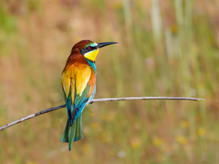 European Bee-Eater Closeup Portrait in Spring
