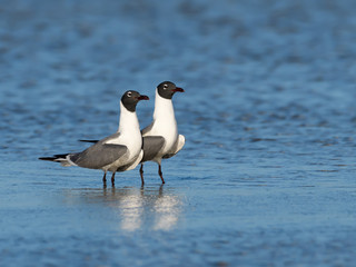 Two Laughing Gulls Resting on the Pond