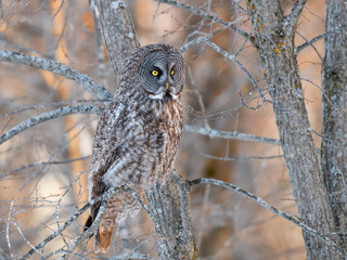 Great Grey Owl Perched in Tree at Sunset in Winter