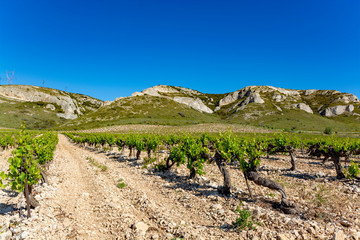 Fototapeta na wymiar Production of rose, red and white wine in Alpilles, Provence, South of France, vineyard in early summer