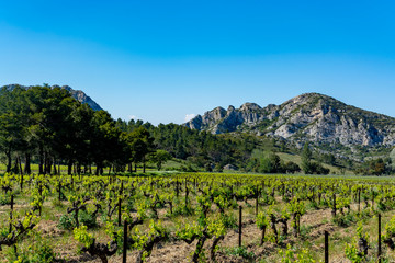 Fototapeta premium Production of rose, red and white wine in Alpilles, Provence, South of France, vineyard in early summer