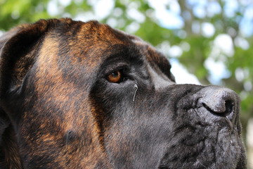 regard de chien bringer