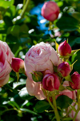 Blossom of pink rose flowers growing in castle garden in Provence, France
