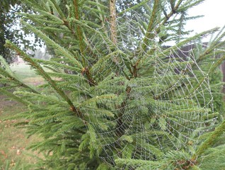 pajęczyna © Jarosaw