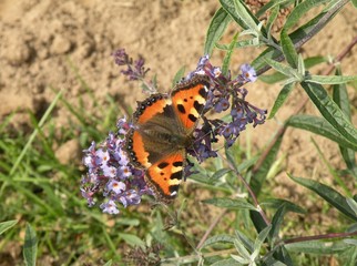 motyl