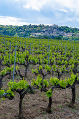 Fototapeta na wymiar Production of rose, red and white wine near small town Lacoste in Provence, South of France, vineyard in early summer