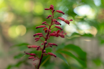 Red buckeye flowers, Aesculus pavia, in the spring. Hummingbird attractor.