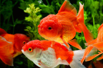 Goldfish carassius auratus background aquatic plants