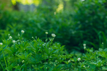 A field of white wood anemone flowers in the Spring