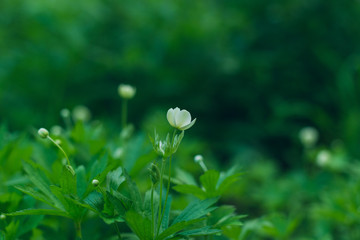 A field of white wood anemone flowers in the Spring