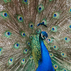 Obraz premium Fanning Peacock filled frame