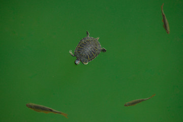 Obraz premium Aerial close up view of two turtles swimming along with fishes in the lake