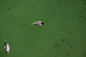 Aerial view of two ducks swimming along with fishes in the water
