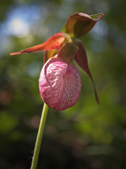 Pink Lady's slipper flower close-up