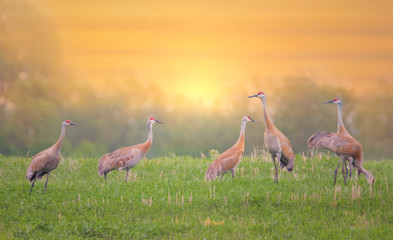 Sandhill cranes in field at sunrise
