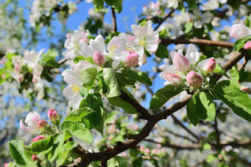 apple tree branch with white flowers in sunny morning