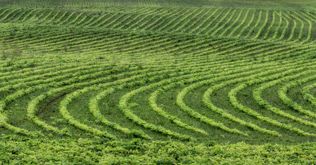 Farmland green fields curves design