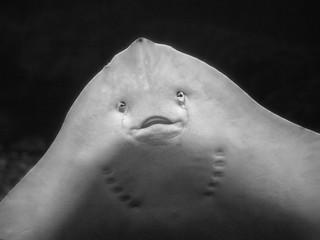 Cute ray fish smiling face © Jean Landry