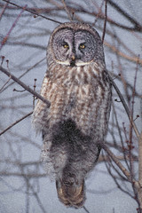 Staring Great Gray Owl on tree branch in snow flurry