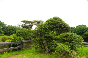 Obraz premium trees in park