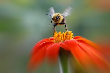 Bumblebee leaving orange flower