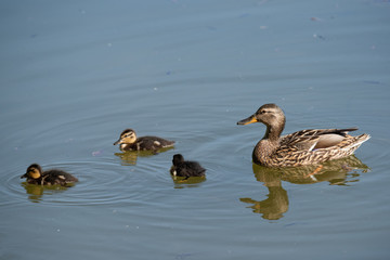 Cute ducklings following mother in a queue on the lake