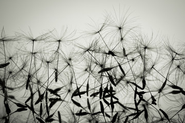 Macro dandelion seeds closeup in sunlight. Allegory of purity and lightness. Black and white photo.