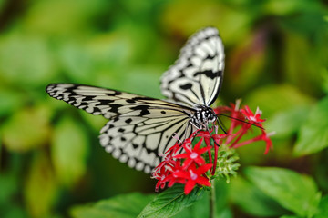 Obraz premium オオゴマダラ