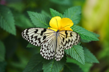 Obraz premium オオゴマダラ