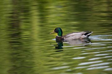 single duck swimming in the green water