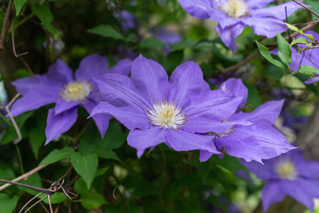 Large purple Clematis flowers in a garden in the Spring