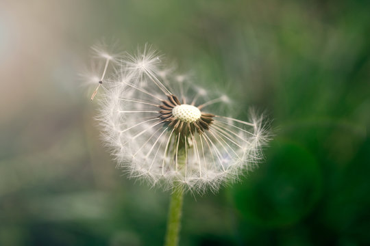 art photo of dandelion seeds close up on natural blurred background