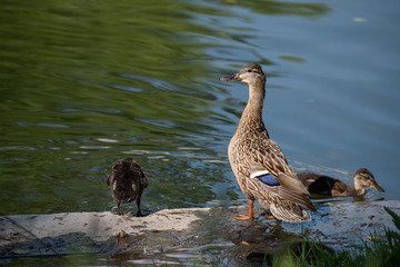 Portrait of female duck with its ducklings by the water
