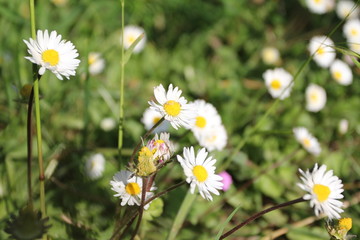 field of daisies