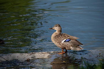Portrait of a single female duck sitting by the water