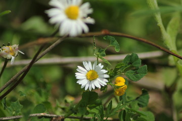 daisy in the grass