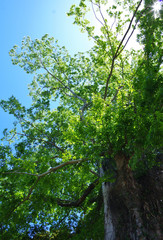 松阪城址のムクノキ巨樹