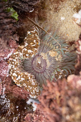 Sea Anemone