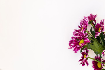 Obraz premium A bouquet of pink chrysanthemums with a yellow heart on a white background.