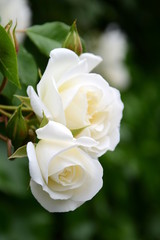 Weiße Rosen im Park