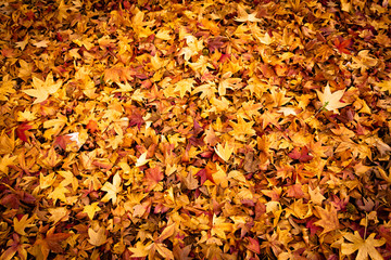 autumn leaves