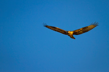 Flying buzzard. Bird of prey. Blue sky background.
