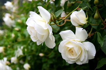 Weiße Rosen im Garten