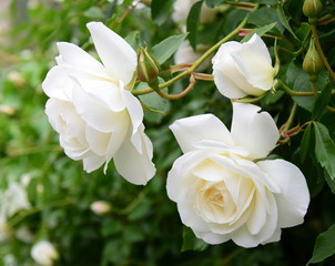 Weiße Rosen im Garten