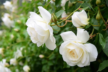 Weiße Rosen im Garten