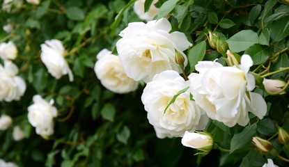 Wei&szlig;e Rosen im Park