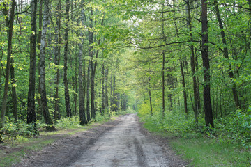 Obraz premium country road in spring forest