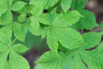 Fototapeta na wymiar spring chestnut leaves closeup