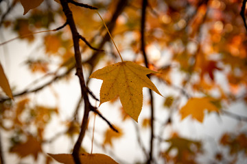 autumn leaves